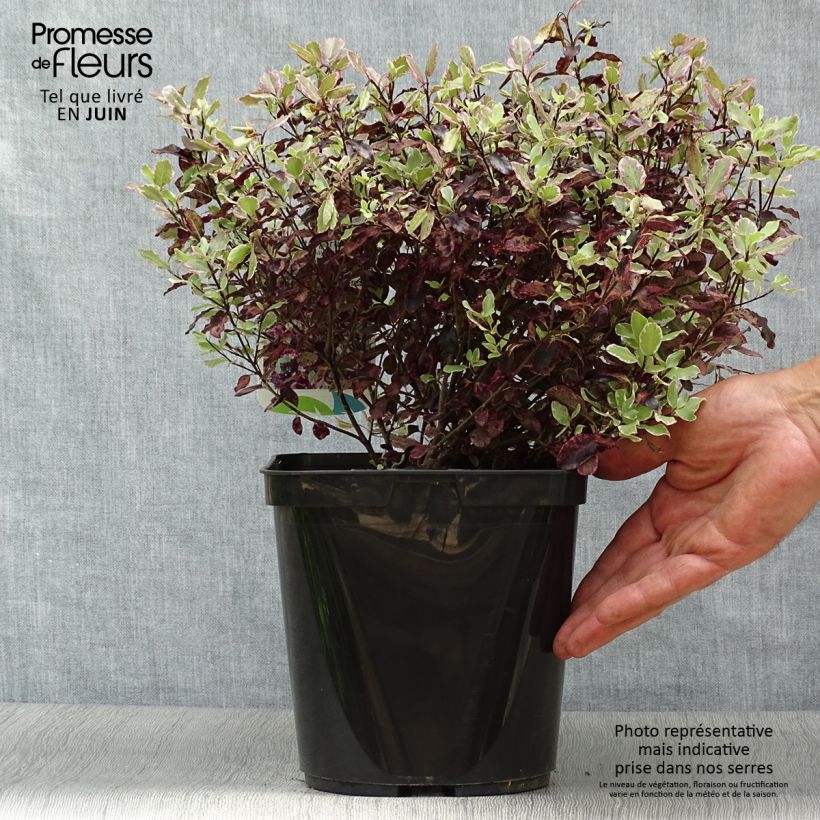 Ejemplar de Pittosporum tenuifolium Bannow Bay Maceta 3L/4L entregado en verano