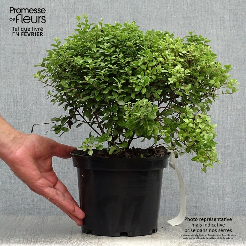 Ejemplar de Pittosporum tenuifolium Golf ball Maceta 2L/3L entregado en otoño