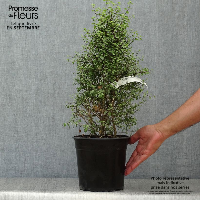 Ejemplar de Pittosporum tenuifolium Green elf Maceta 4L/5L entregado en otoño