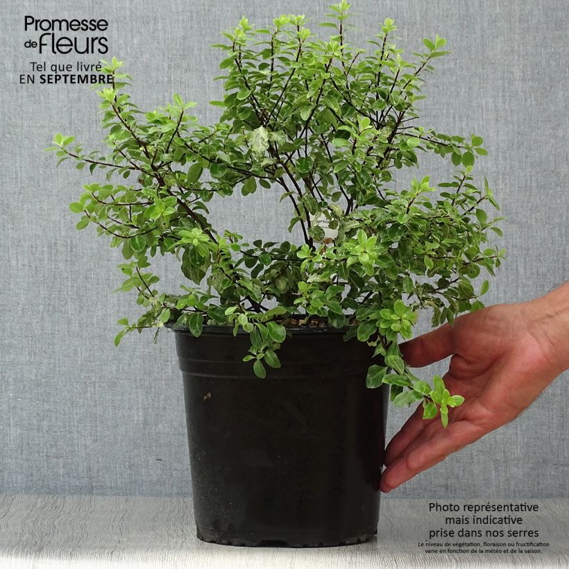 Ejemplar de Pittosporum tenuifolium Irene Patterson Maceta 4L/5L entregado en otoño