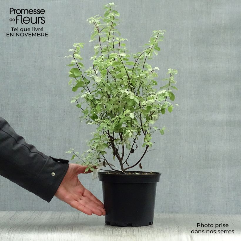 Ejemplar de Pittosporum tenuifolium Irene Patterson Maceta 2L/3L entregado en otoño