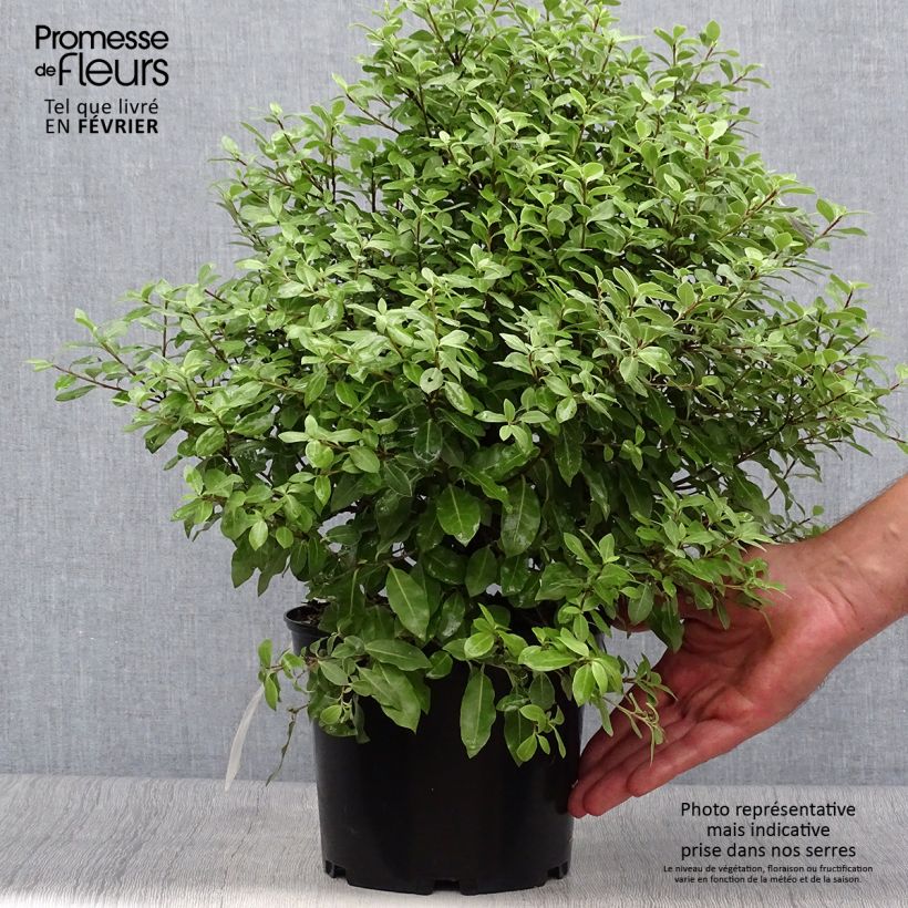 Ejemplar de Pittosporum tenuifolium Midget Maceta 2L/3L entregado en otoño