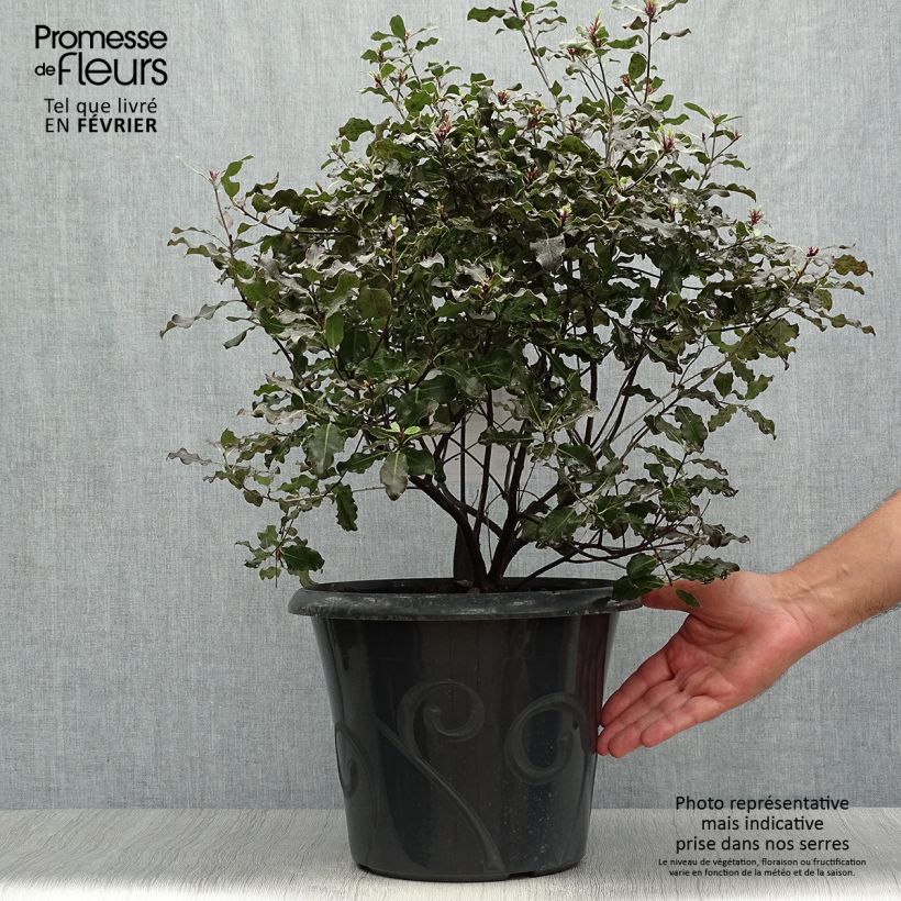 Ejemplar de Pittosporum tenuifolium Purpureum Maceta 7,5L/10L entregado en otoño