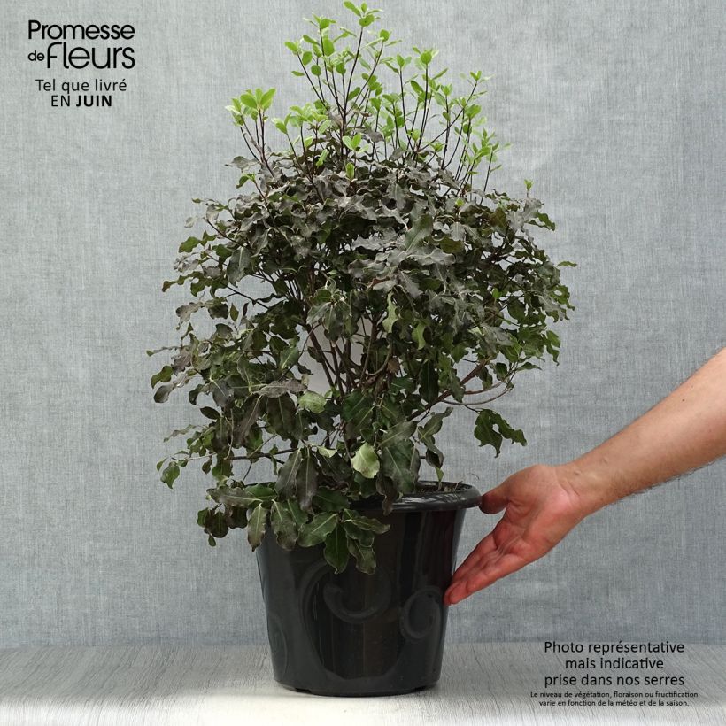 Ejemplar de Pittosporum tenuifolium Purpureum - Pittosporum à petites feuilles Pot de 7,5L/10L entregado en verano