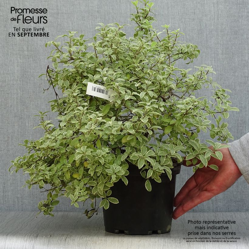 Ejemplar de Pittosporum tenuifolium Silver Ball Maceta 2L/3L entregado en otoño