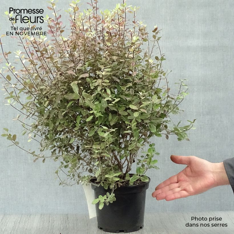 Ejemplar de Pittosporum tenuifolium Tom Thumb Maceta 2L/3L entregado en otoño