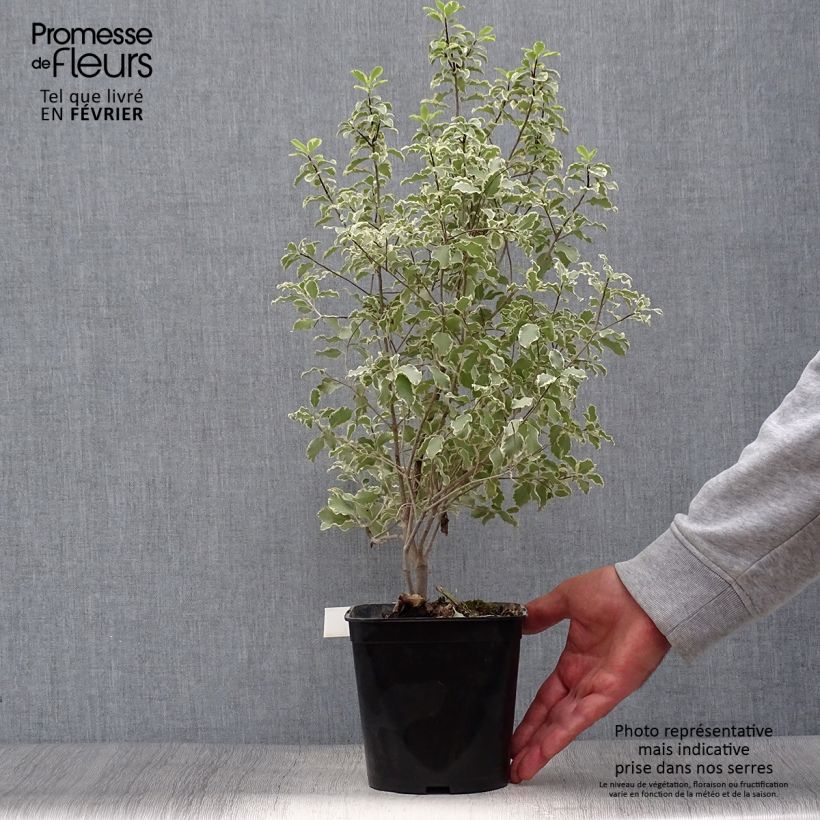 Ejemplar de Pittosporum tenuifolium Variegatum Maceta 2L/3L entregado en otoño