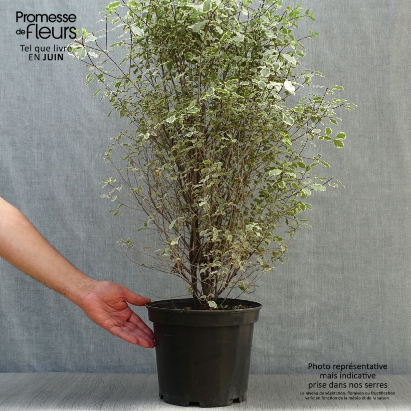 Ejemplar de Pittosporum tenuifolium Victoria Maceta 4L/5L entregado en verano