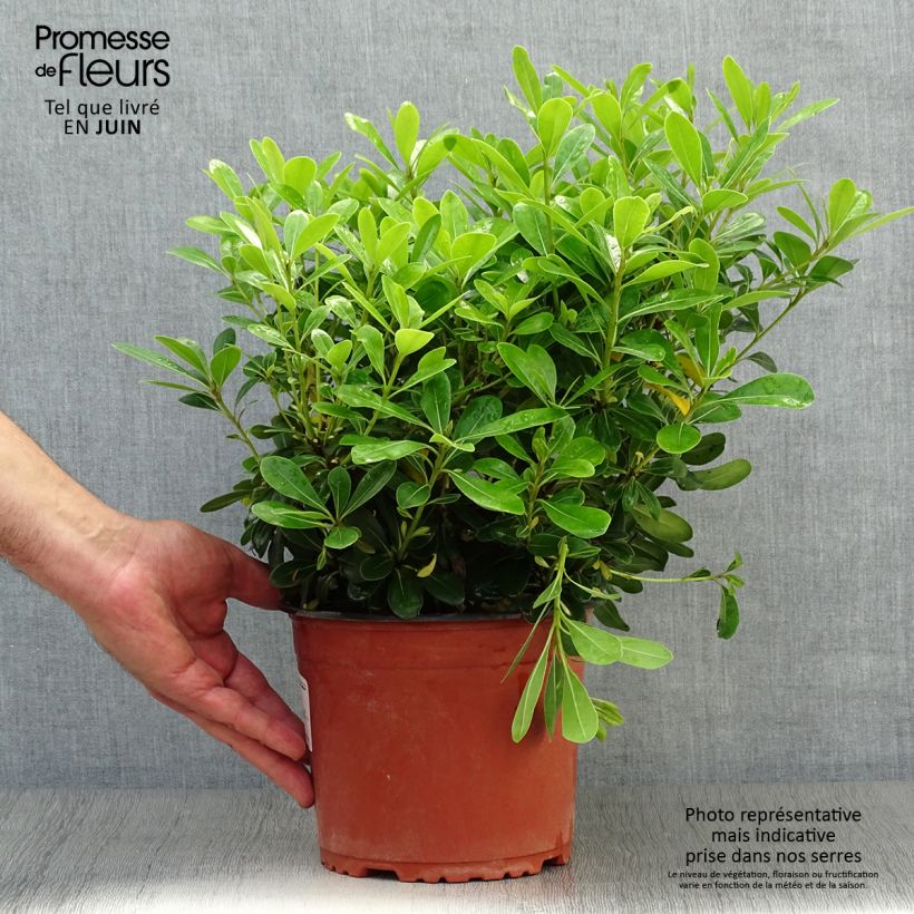 Ejemplar de Pittosporum tobira Nanum - Azahar de la China Maceta 2L/3L entregado en verano