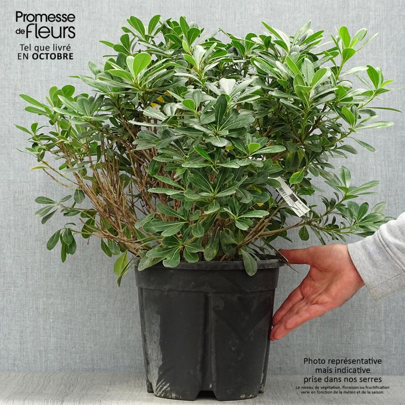 Ejemplar de Pittosporum tobira Nanum - Azahar de la China Maceta 7,5L/10L entregado en otoño