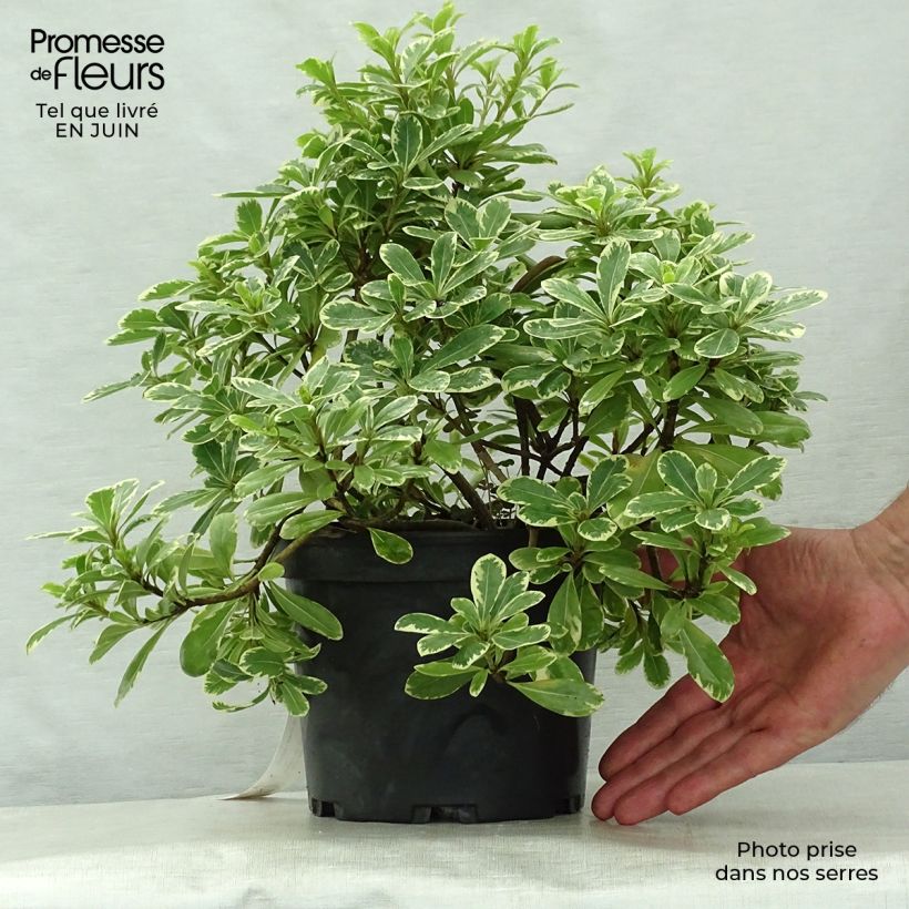 Ejemplar de Pittosporum tobira var. nana Neige du mont Ventoux - Azahar de la China Maceta 3L/4L entregado en verano