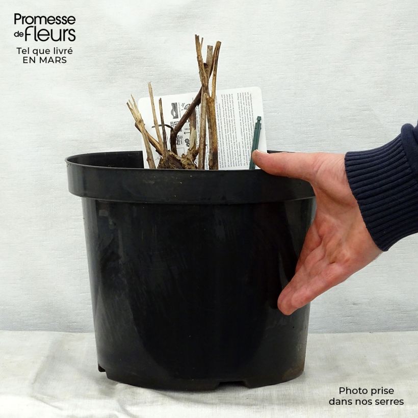 Peonia Itoh Bartzella Maceta 7,5L/10L Ejemplar entregado en la primavera