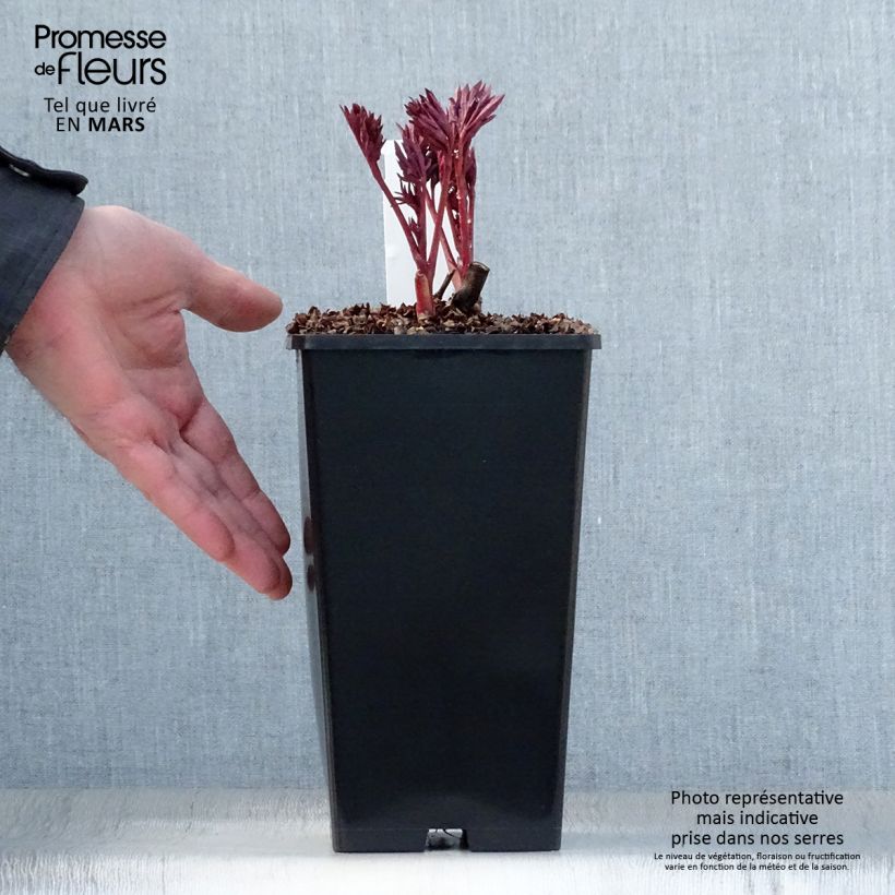 Peonia Itoh Pink Ardour Cepa 3/5 ojos Ejemplar entregado en la primavera