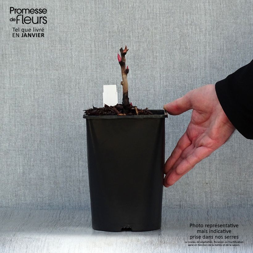 Peonia lutea Hai Huang Maceta 2L/3L Ejemplar entregado en invierno