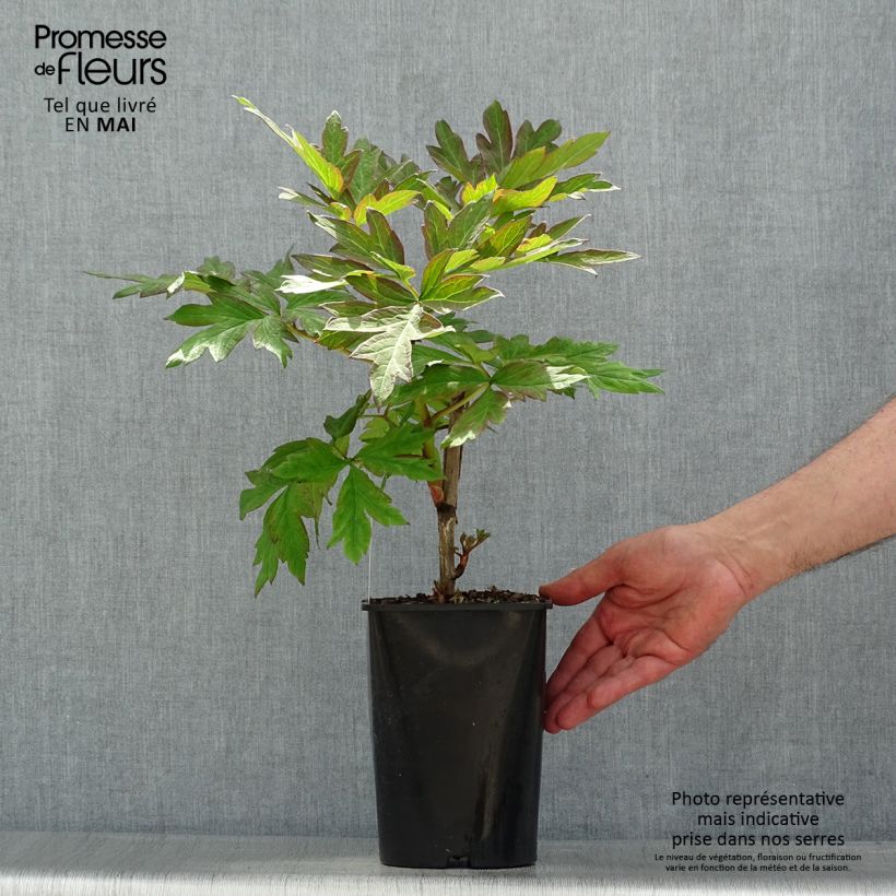 Peonia lutea Hai Huang Maceta 2L/3L Ejemplar entregado en la primavera