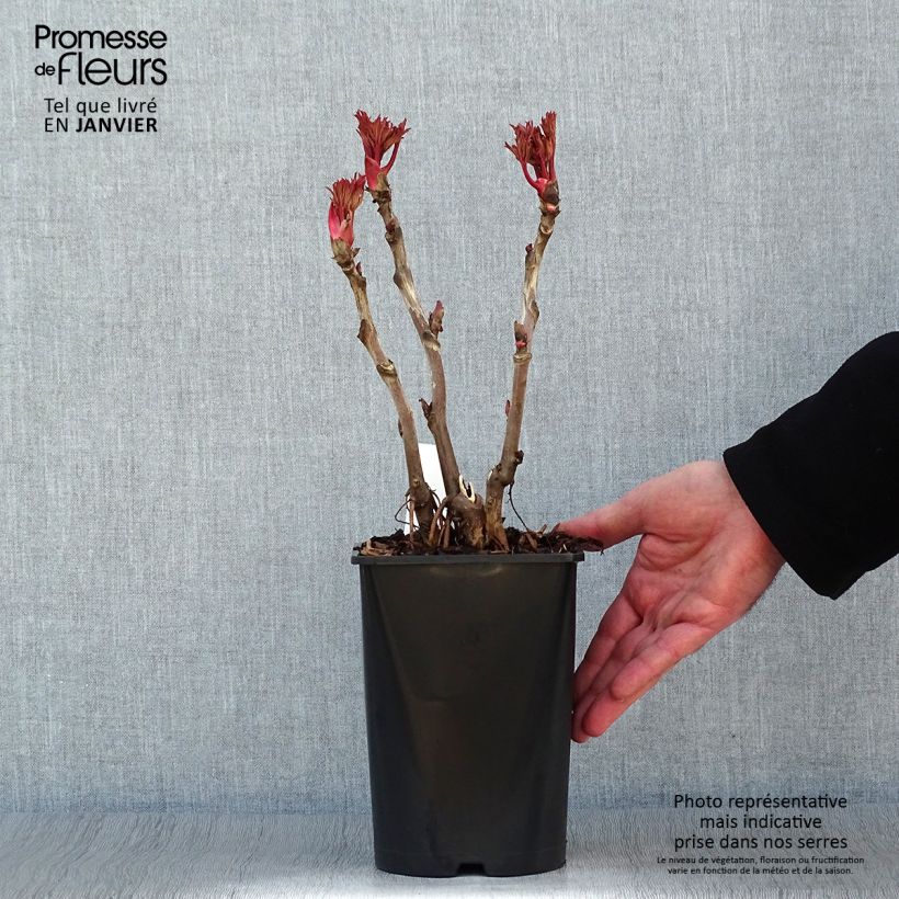 Peonía arbustiva Lu He Hong - Paeonia suffruticosa Maceta 2L/3L Ejemplar entregado en invierno