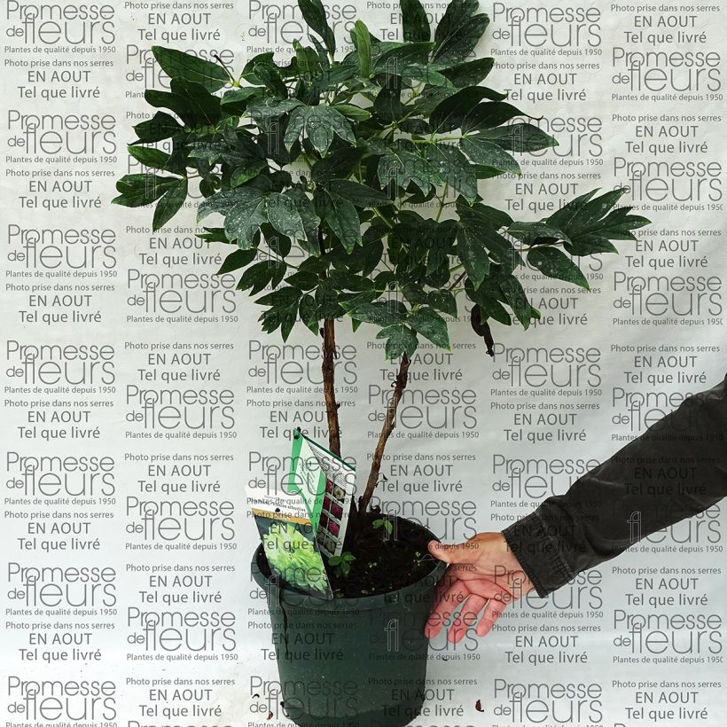 Ejemplo de ejemplar de Paeonia suffruticosa 10 Lu Mu Ying Yu - Paeonia suffruticosa Maceta 6L/7LAltura de entrega aprox. 30/40cm tal y como se entrega