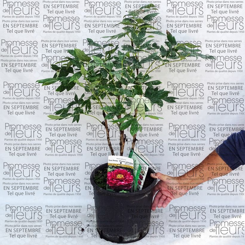 Ejemplo de ejemplar de Peonía arbustiva Ri Yue Jin - Paeonia suffruticosa Maceta 7,5L/10L tal y como se entrega