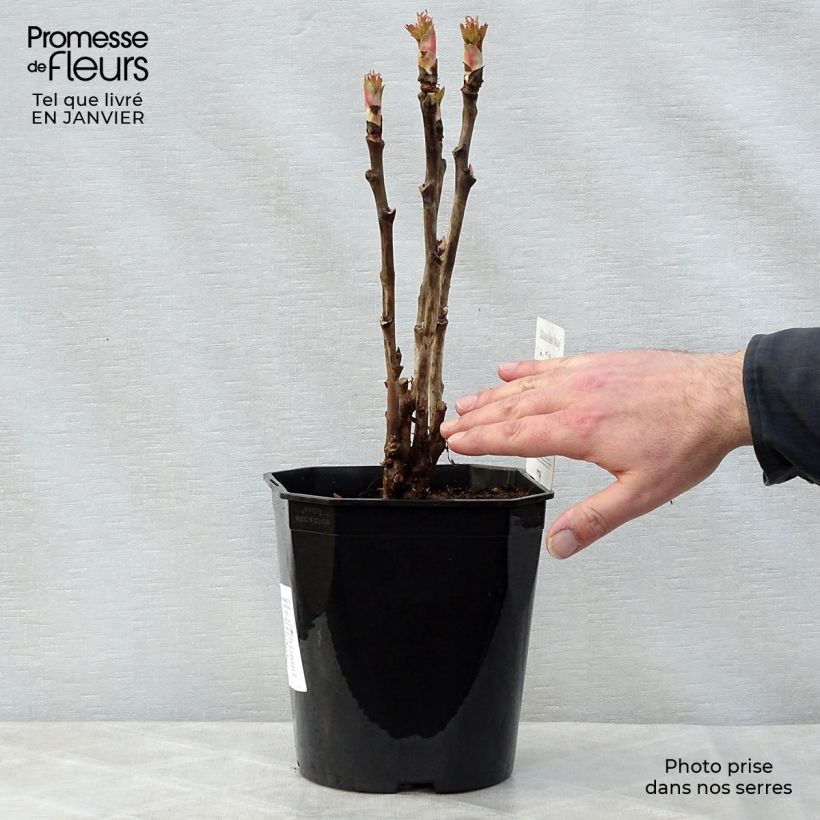 Peonía arbustiva Ri Yue Jin - Paeonia suffruticosa Maceta 4L/5L Ejemplar entregado en invierno