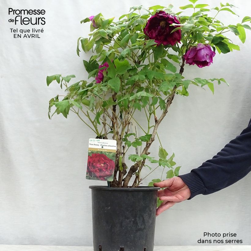 Peonía arbustiva Wu Jin Yao Hui - Paeonia suffruticosa Maceta 6L/7LAltura de entrega aprox. 30/40cm Ejemplar entregado en la primavera