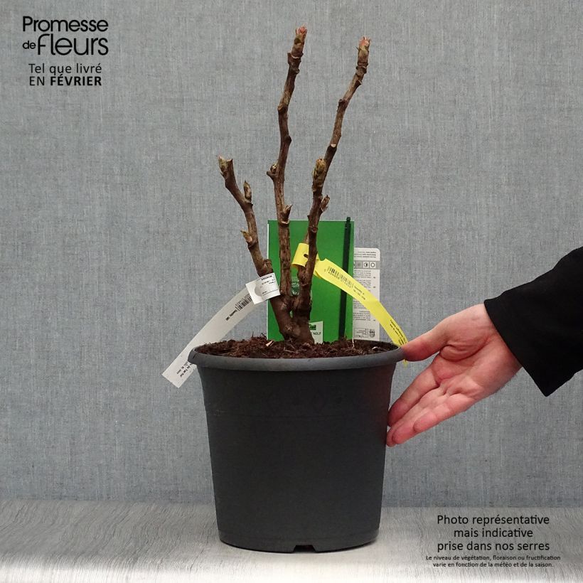 Peonía arbustiva Wu Jin Yao Hui - Paeonia suffruticosa Maceta 6L/7L Ejemplar entregado en invierno