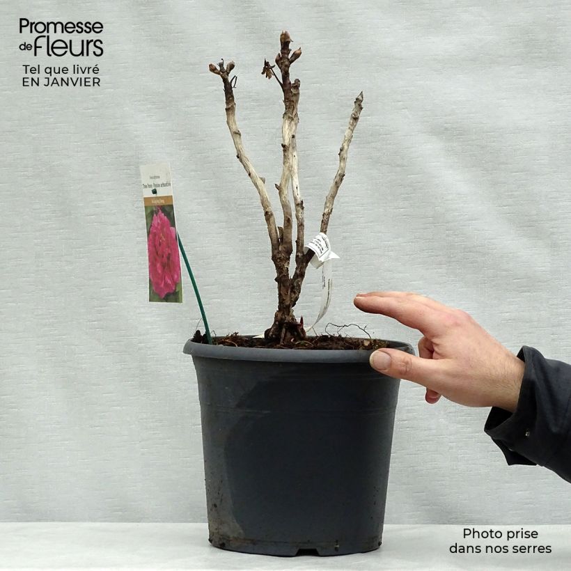 Peonía arbustiva Wu Long Peng Sheng - Paeonia suffruticosa Maceta 6L/7LAltura de entrega aprox. 30/40cm Ejemplar entregado en invierno