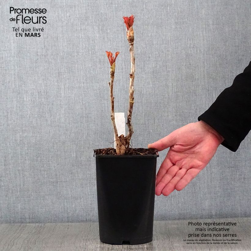 Peonía arbustiva Xue Ta - Paeonia suffruticosa Maceta 2L/3L Ejemplar entregado en invierno