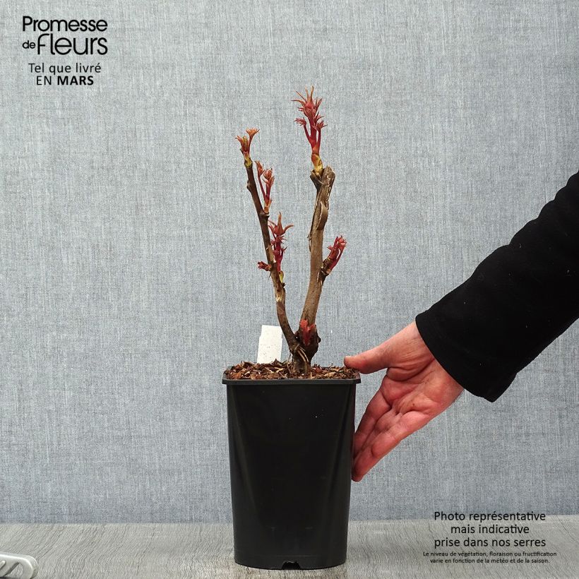 Peonía arbustiva Cai Hui - Paeonia suffruticosa Maceta 2L/3L Ejemplar entregado en invierno