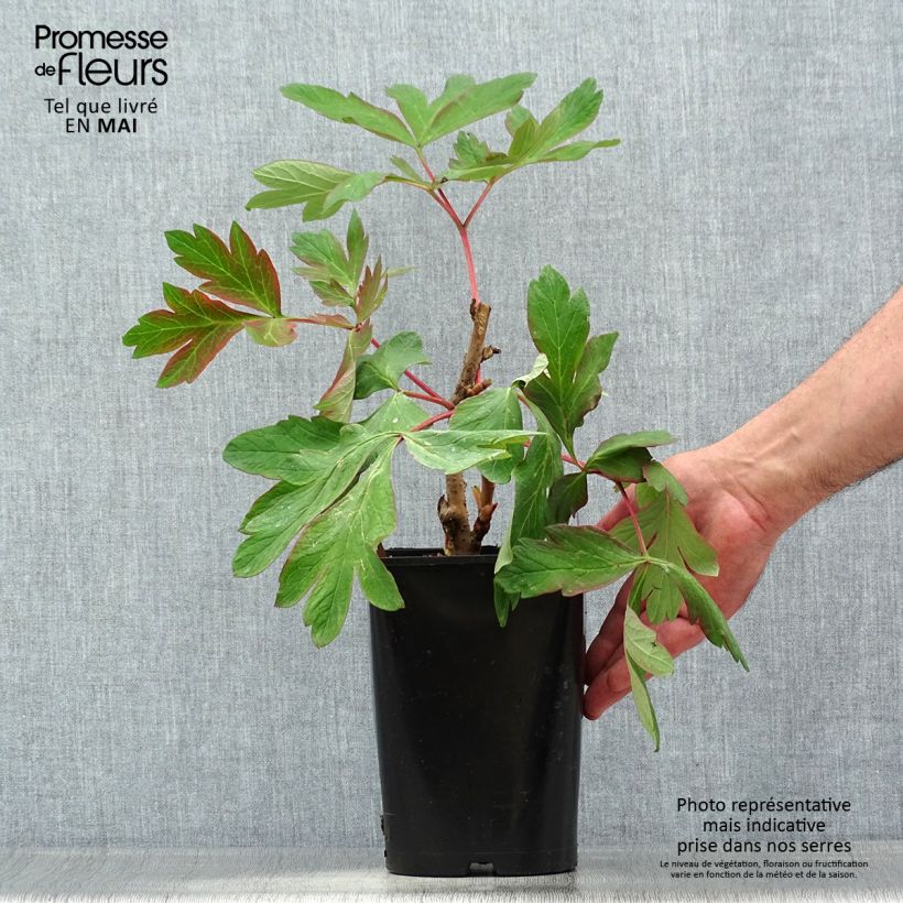 Peonía arbustiva Cai Hui - Paeonia suffruticosa Maceta 2L/3L Ejemplar entregado en la primavera