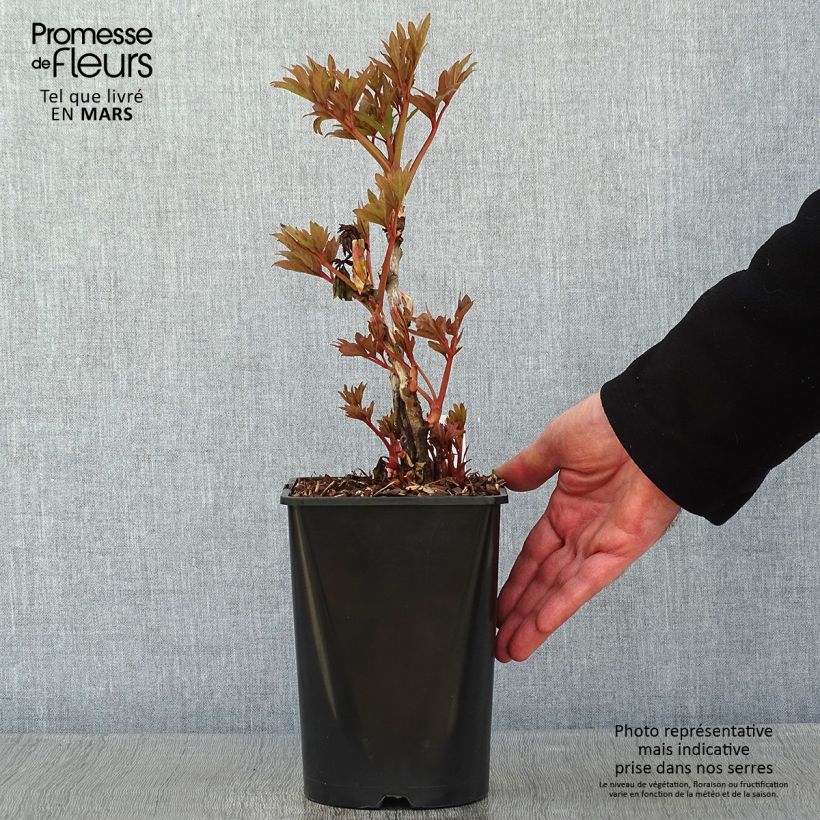 Peonía arbustiva Fen He Piao Jiang - Paeonia suffruticosa Maceta 2L/3L Ejemplar entregado en invierno