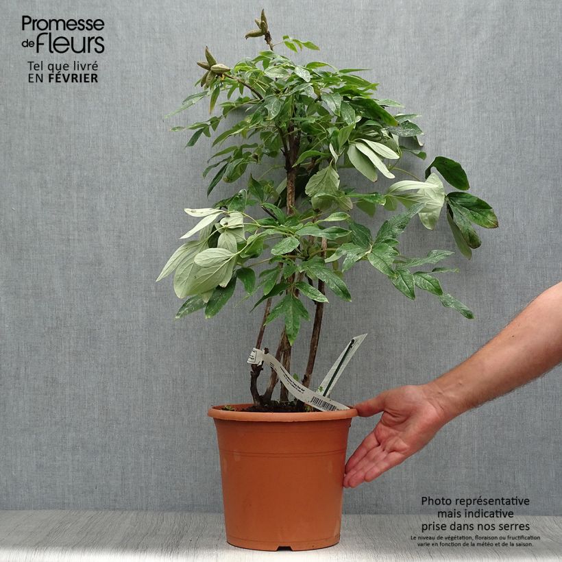 Ejemplar de Peonia ostii Feng Dan Bai Maceta 7,5L/10LAltura de entrega aprox. 40/50cm entregado en otoño