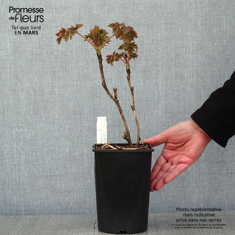 Peonía arbustiva Luo Yang Hong - Paeonia suffruticosa Maceta 2L/3L Ejemplar entregado en invierno