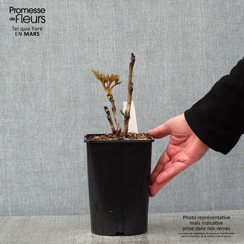 Peonía arbustiva Rou Fu Rong - Paeonia suffruticosa Maceta 2L/3L Ejemplar entregado en invierno
