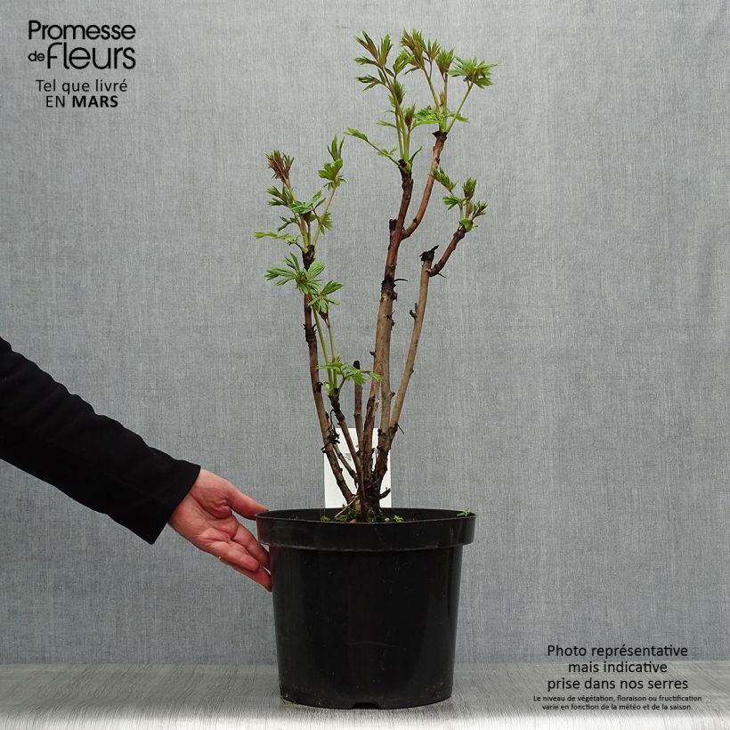 Paeonia delavayi var. lutea - árbol peonía Maceta 7,5L/10L Ejemplar entregado en la primavera
