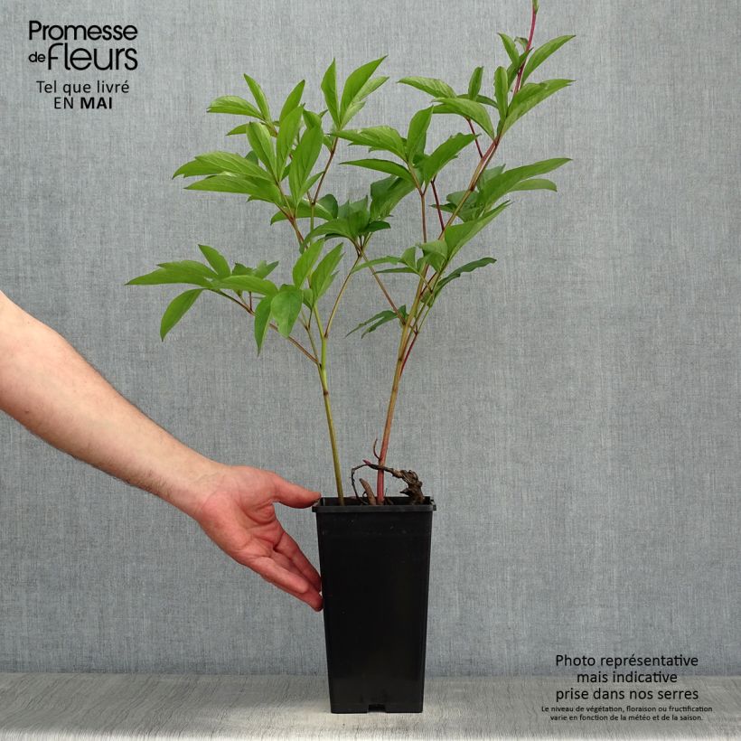 Peonia lactiflora Albert Crousse Cepa 3/5 ojos Ejemplar entregado en la primavera