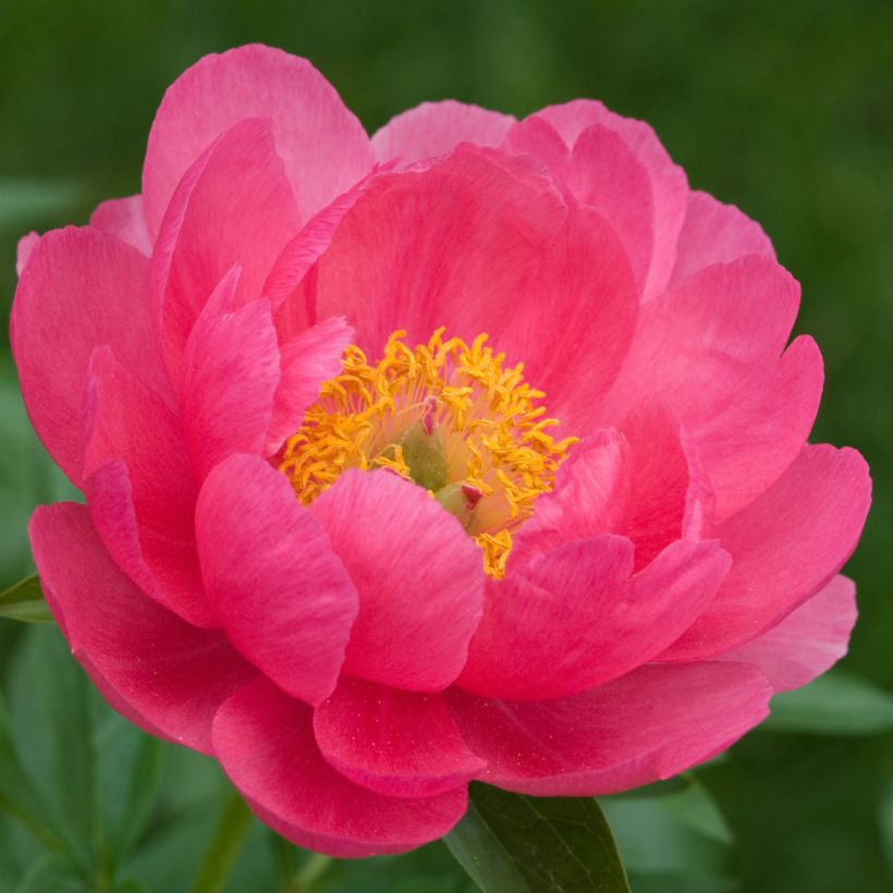 Peonia lactiflora Cytherea (Floración)