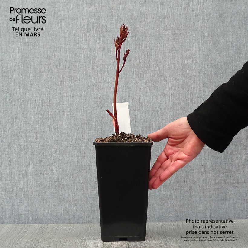Peonia lactiflora Félix Crousse Cepa 3/5 ojos Ejemplar entregado en invierno
