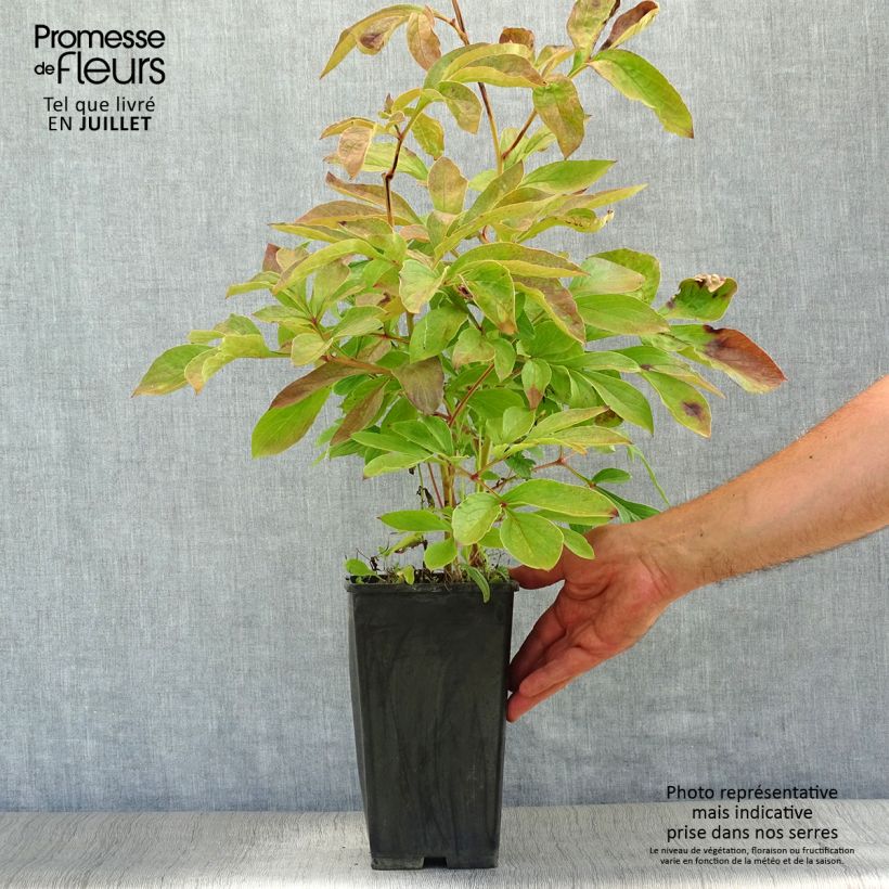 Ejemplar de Peonia lactiflora Festiva Maxima Cepa 3/5 ojos entregado en verano