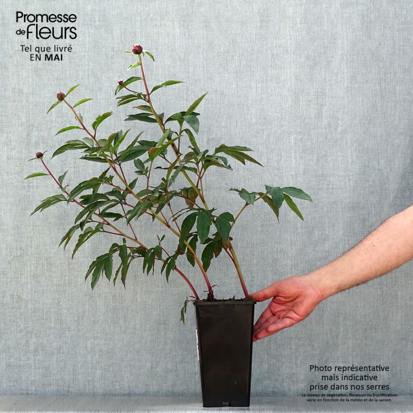 Peonia lactiflora Gardenia Cepa 3/5 ojos Ejemplar entregado en la primavera