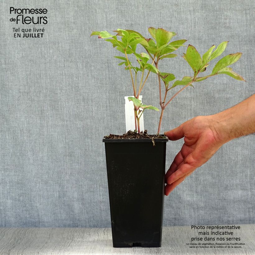 Ejemplar de Peonia lactiflora Nippon Beauty Cepa 3/5 ojos entregado en verano