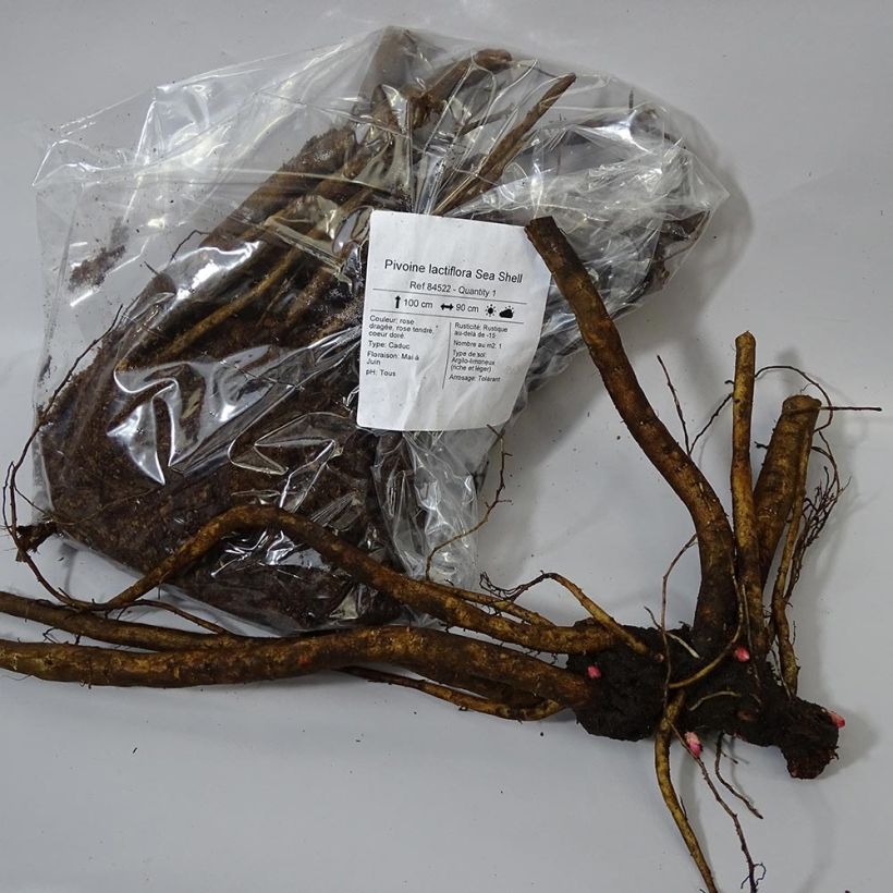 Ejemplo de ejemplar de Peonia lactiflora Sea Shell Cepa 3/5 ojos tal y como se entrega
