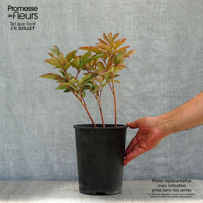 Ejemplar de Peonia lactiflora Solange Maceta 3L/4L entregado en verano