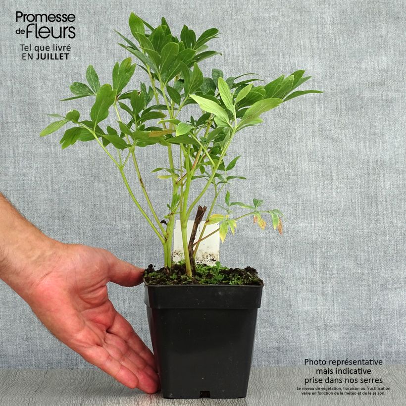 Ejemplar de Peonia officinalis Rosea Plena Maceta de 12 cm / 13 cm entregado en verano