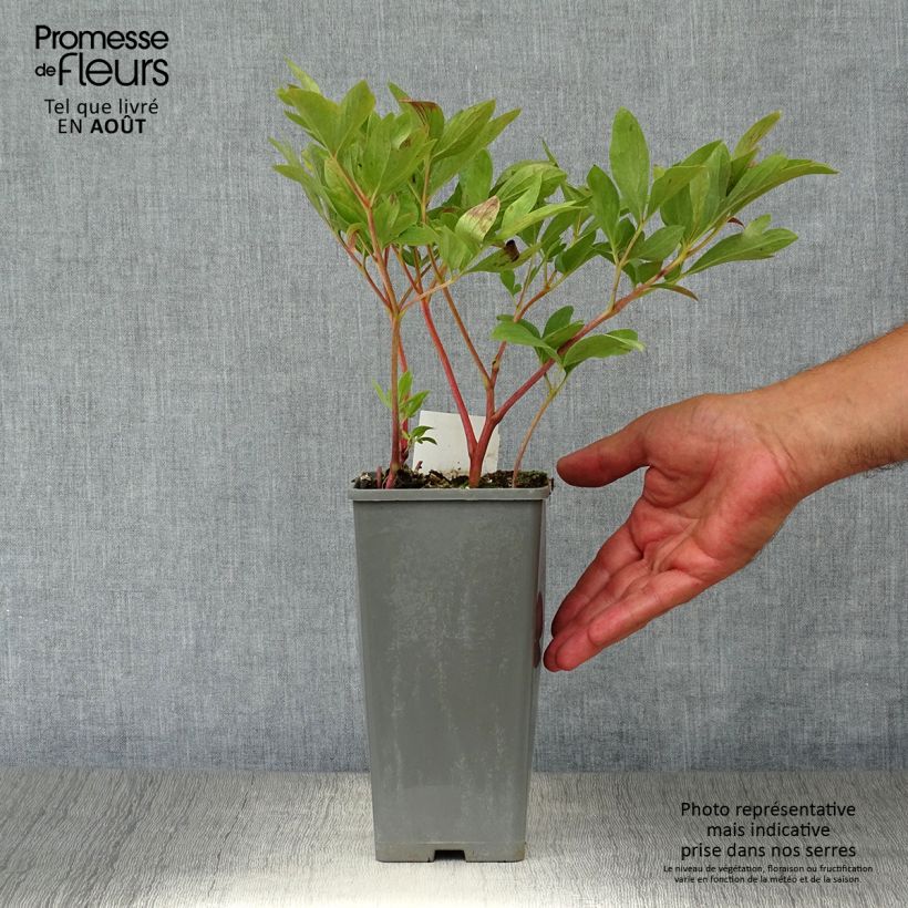 Ejemplar de Peonia officinalis Rubra Plena Maceta de 12 cm / 13 cm entregado en verano