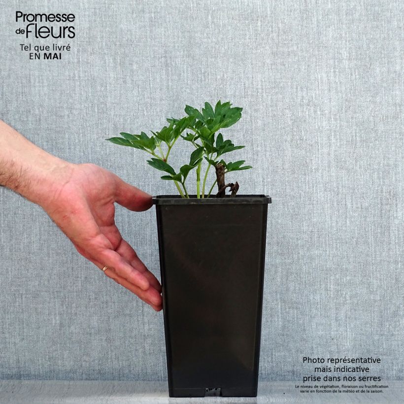 Peonia officinalis Rubra Plena Cepa 3/5 ojos Ejemplar entregado en la primavera