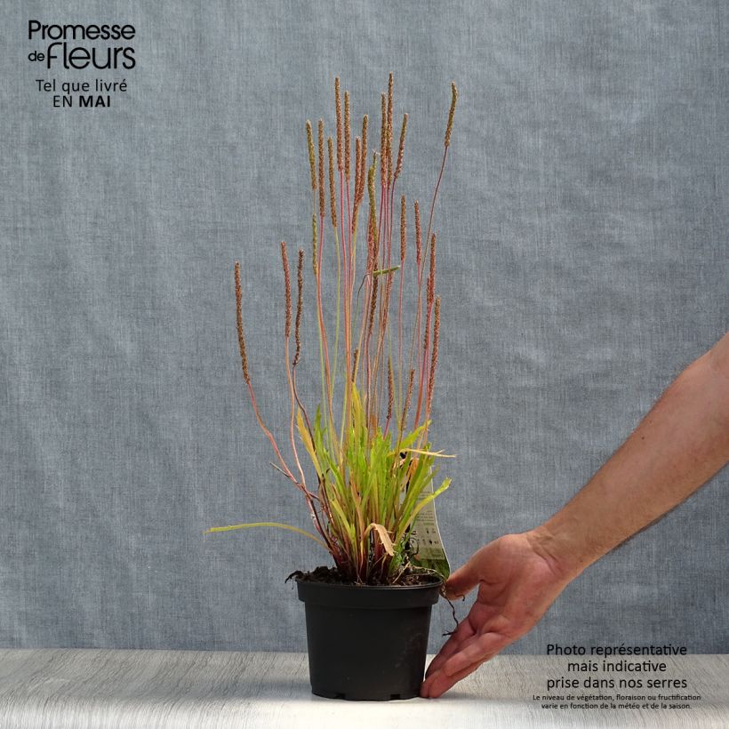 Plantago coronopus - Hierba estrella Maceta 1,5L/2L Ejemplar entregado en la primavera