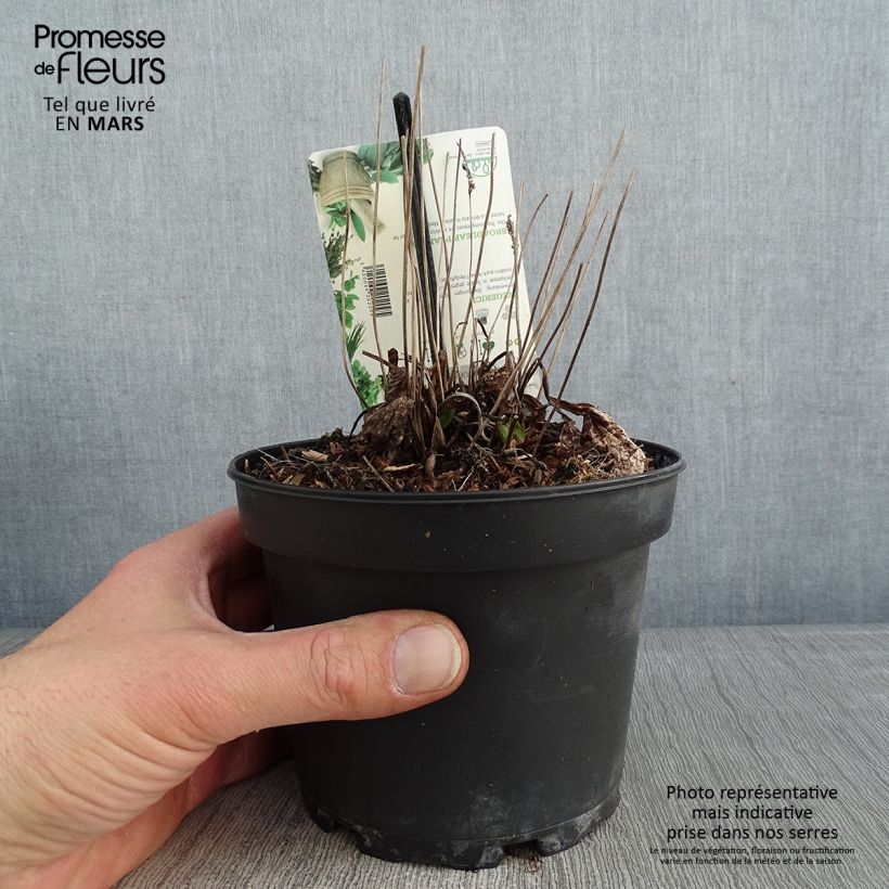 Llantén mayor​ Atropurpurea - Plantago major Maceta 1,5L/2L Ejemplar entregado en invierno
