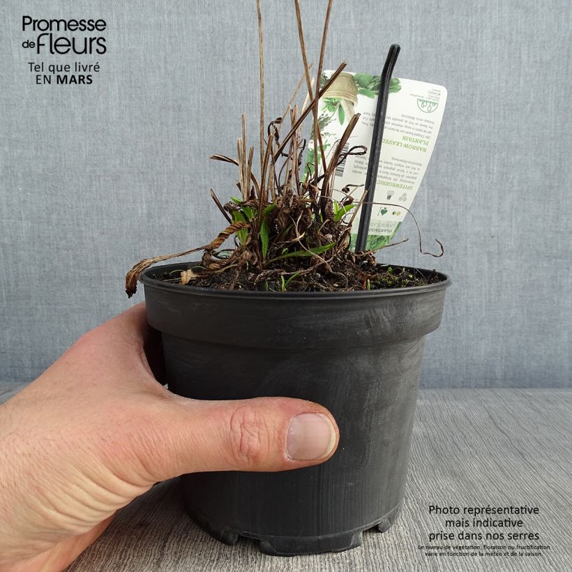 Llantén menor​ - Plantago lanceolata Maceta 1,5L/2L Ejemplar entregado en invierno