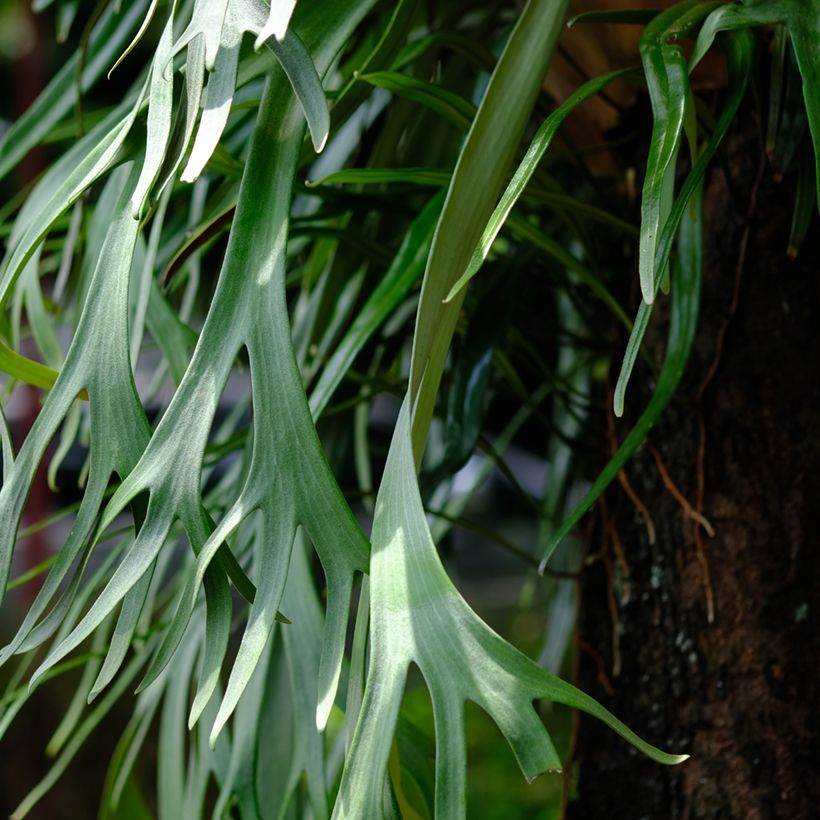 Helecho cuerno de alce - Platycerium bifurcatum (Follaje)
