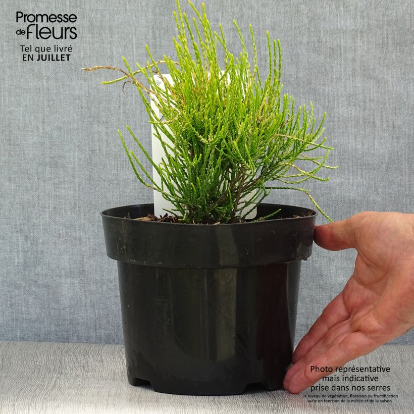 Ejemplar de Platycladus orientalis Franky Boy - Árbol de la vida Maceta 2L/3L entregado en verano